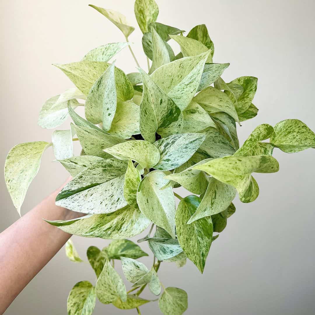 plantas pendentes jiboia Como regar samambaias, orquídeas e demais plantas domésticas em plena seca de inverno?