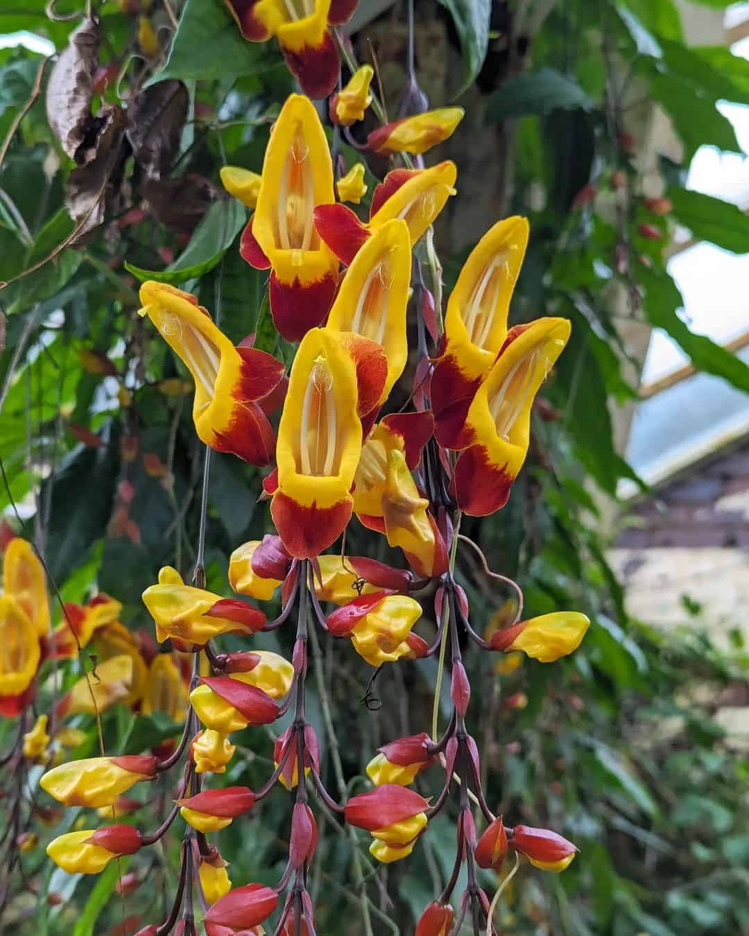 Plantas para Pergolado - sapatinho de judia