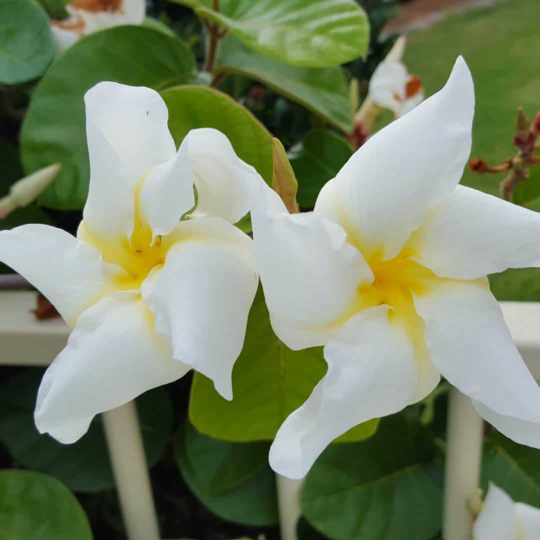 Plantas para Pergolado - cipo de leite