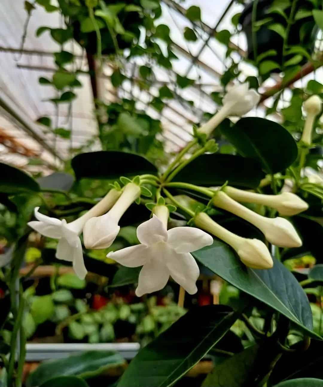 Plantas para Pergolado -  jasmim de madagascar