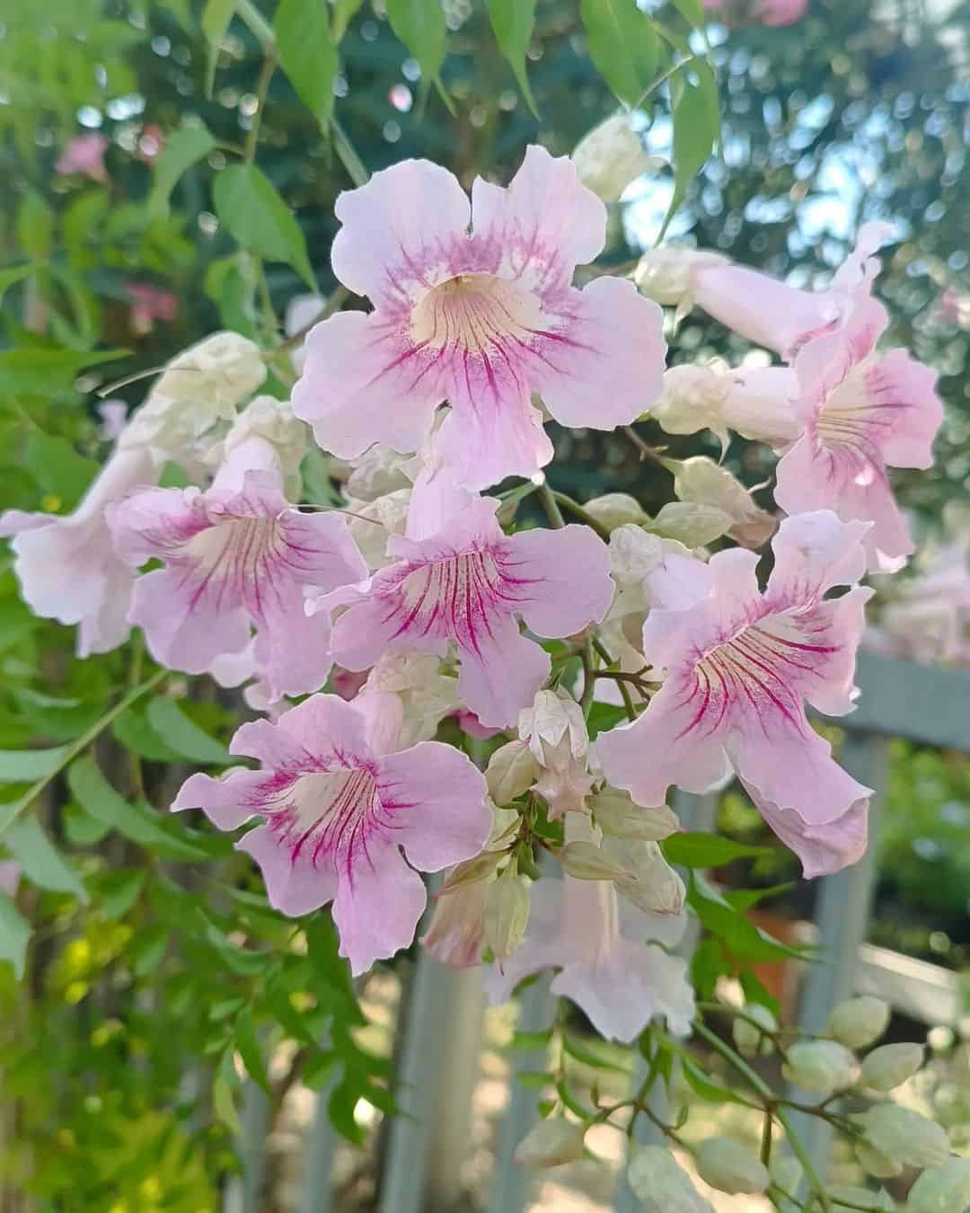 Plantas para Pergolado -  sete leguas