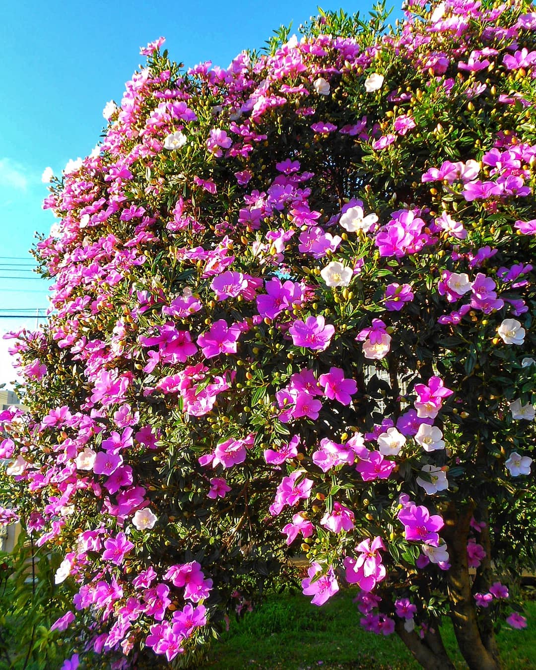 arvore calcada 4 5 arvores para calçada para compor um belo paisagismo.