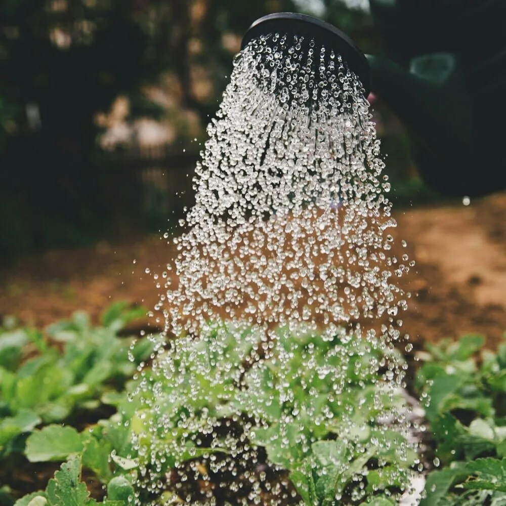 Como preparar o jardim para os meses frios?