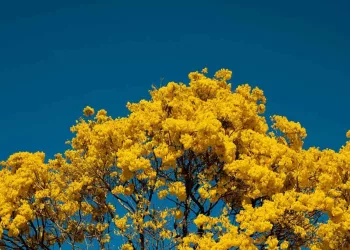 eduardo bresciani N S75zDzW2c unsplash Temporada dos Ipês: Primavera no Cerrado é caracterizada por diversas floradas marcantes