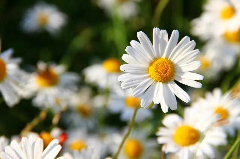  Flores que Gostam de Sol - margarida