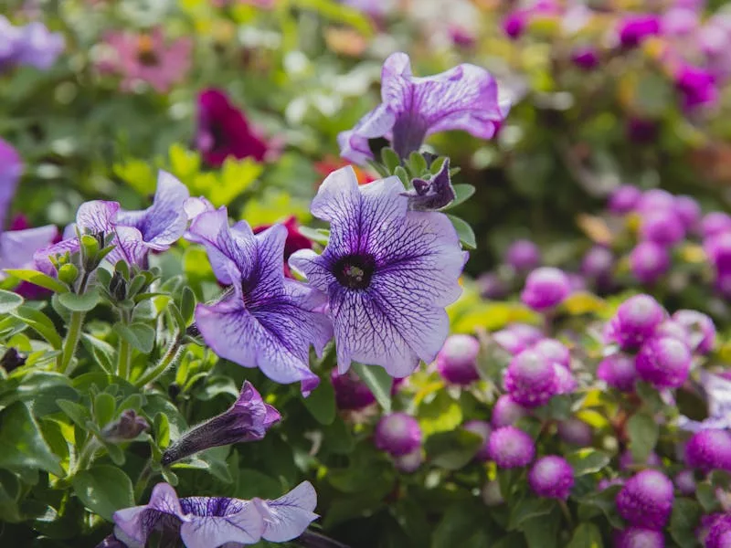  Flores que Gostam de Sol -  petunia