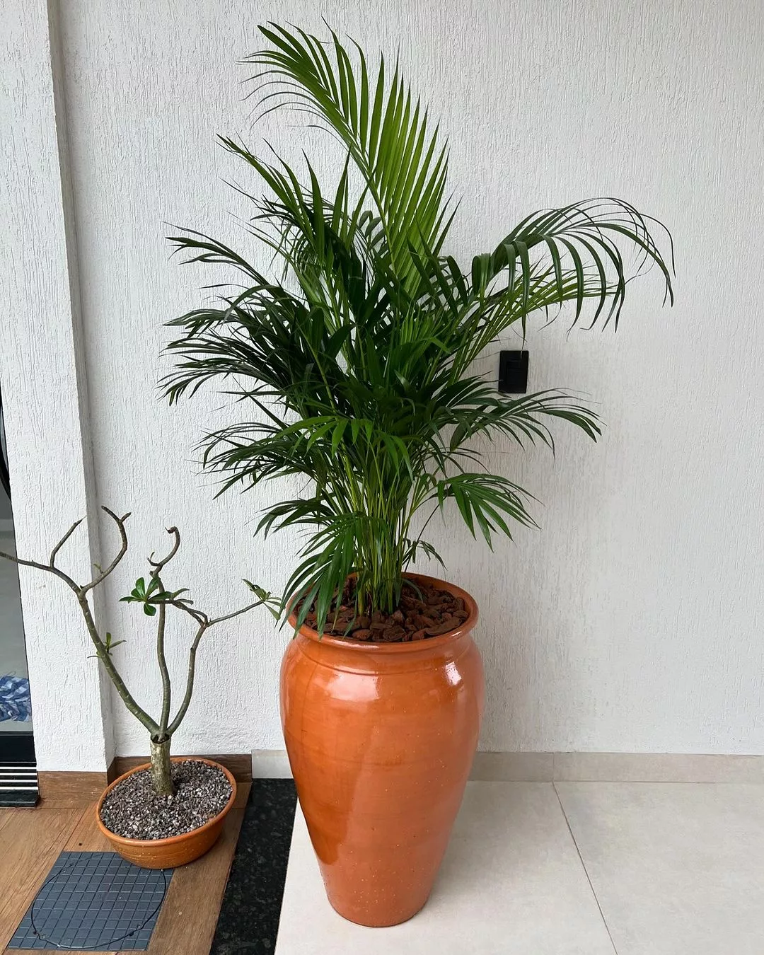 8 Plantas Grandes para Decorar a Sala de Estar e Transformar o Ambiente