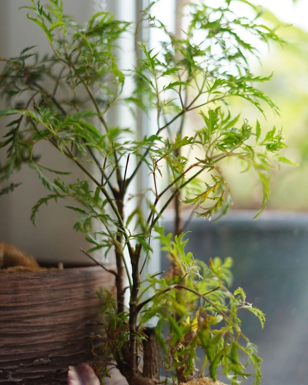 8 Plantas Grandes para Decorar a Sala de Estar e Transformar o Ambiente