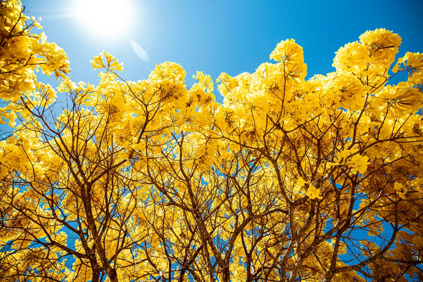 rafael leao NKfO tYt5H4 unsplash Temporada dos Ipês: Primavera no Cerrado é caracterizada por diversas floradas marcantes