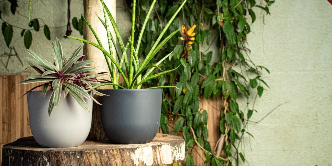 Japi lança Vaso Concept: design e funcionalidade em um só produto