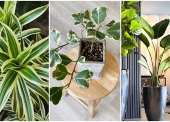 Natureza em Casa: Dê Vida e Estilo aos Ambientes Internos com plantas