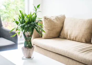 6 Plantas resistentes, perfeitas para Iniciantes: Cultive Sem Medo