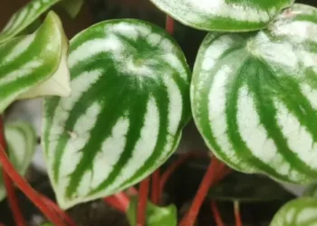 cropped-peperomia-melancia-3.webp
