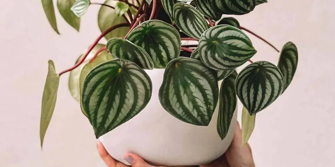 peperomia melancia