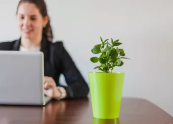 Plantas para escritório no Feng Shui: Harmonize seu ambiente de trabalho com energia natural