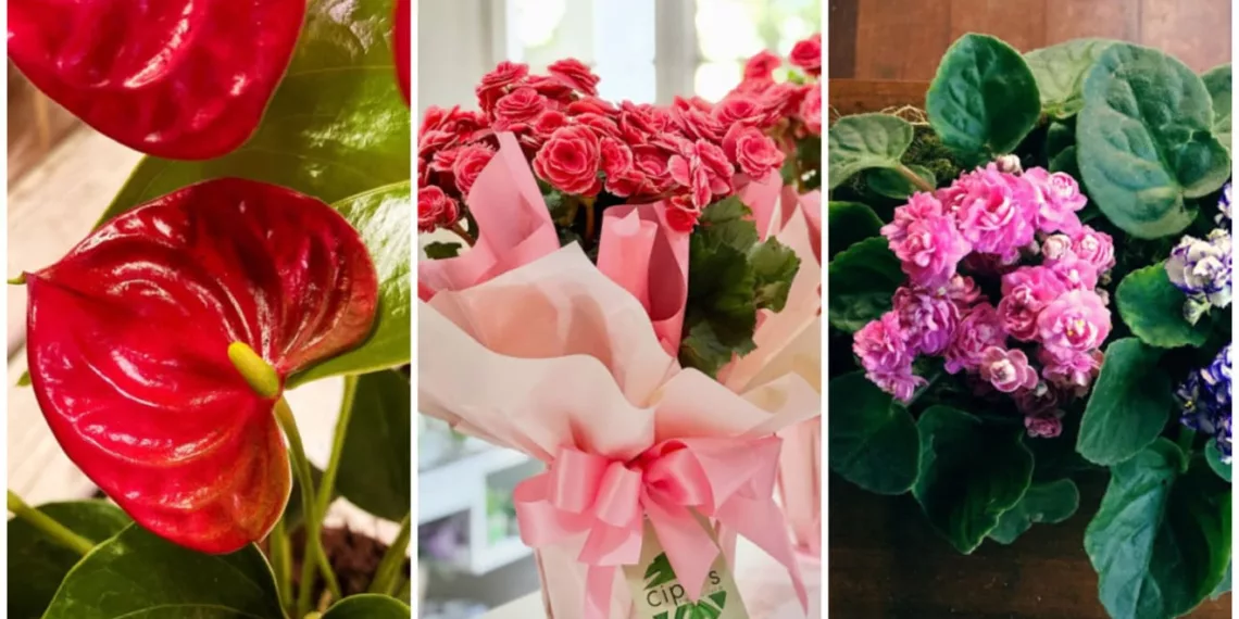 Plantas com flores ideais para dentro de casa: descubra as espécies que mais encantam os interiores