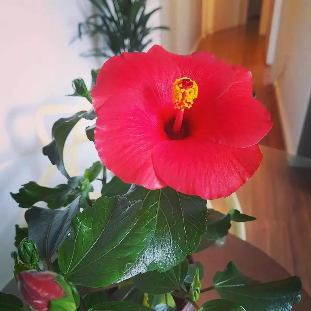 Flores de outubro: conheça as espécies que colorem a primavera com significado e beleza