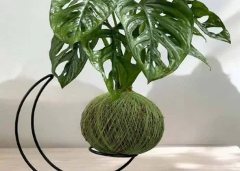 Kokedama: natureza japonesa em casa – aprenda a trazer beleza e harmonia com essa técnica milenar