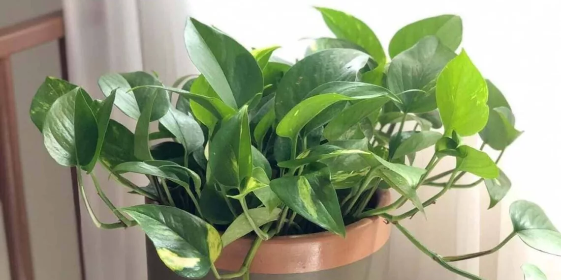 planta jiboia
