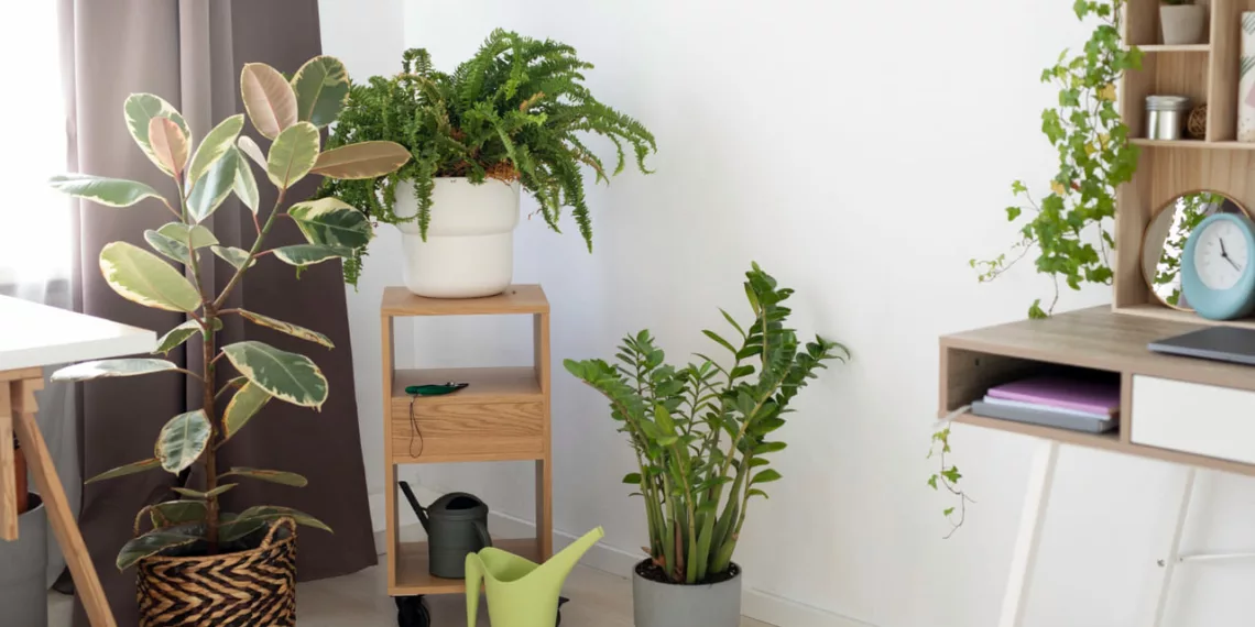 Plantas para apartamento com pouco sol: 6 espécies que sobrevivem (e prosperam) longe da janela