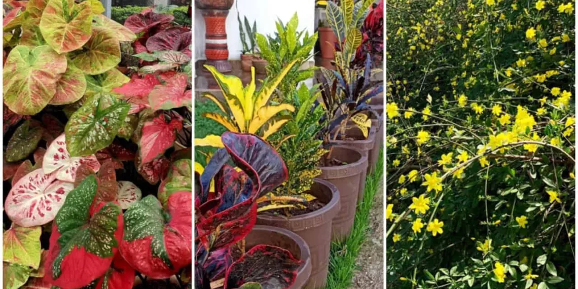 plantas frente casa