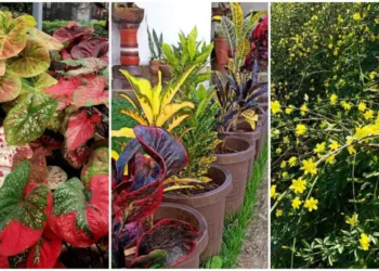 plantas frente casa