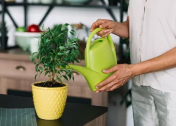 Está Regando Suas Plantas do Jeito Certo? Descubra Como Acertar na Medida da Água