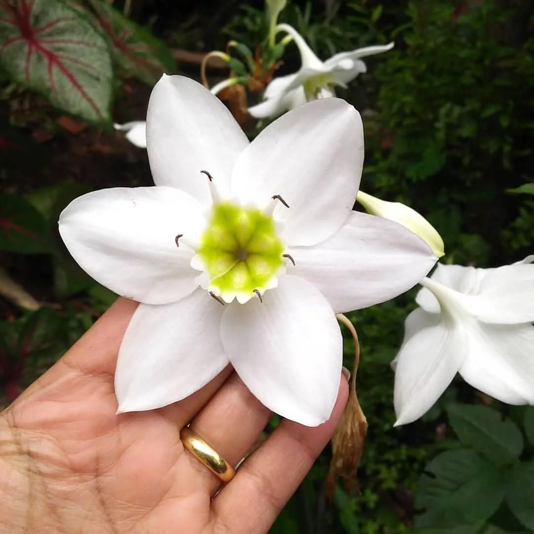 Flores de outubro: conheça as espécies que colorem a primavera com significado e beleza