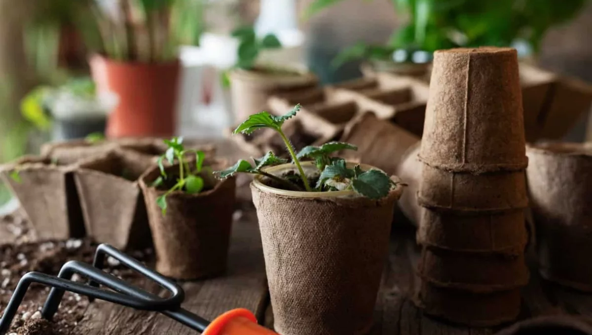 Por que as plantas morrem depois de trocar de vaso? Veja o que evitar!