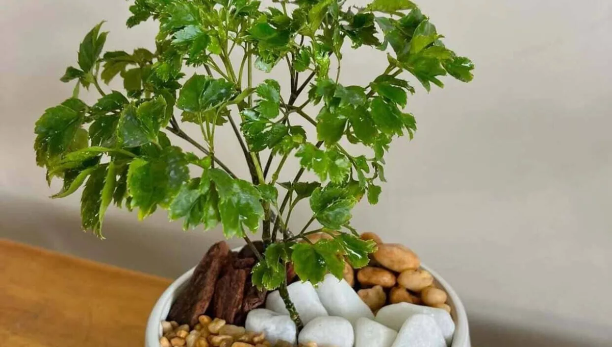 Imagem: floratulipa10