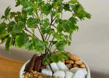Imagem: floratulipa10