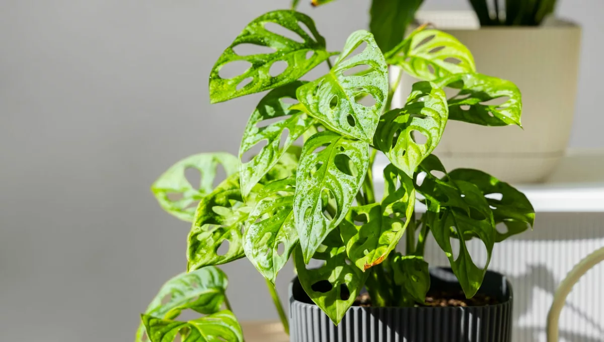 Monstera adansonii: a planta que transforma qualquer ambiente