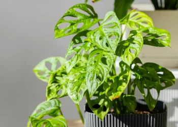 Monstera adansonii: a planta que transforma qualquer ambiente