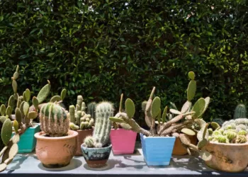 Cactos para áreas externas: descubra espécies que resistem ao sol forte e ao clima brasileiro