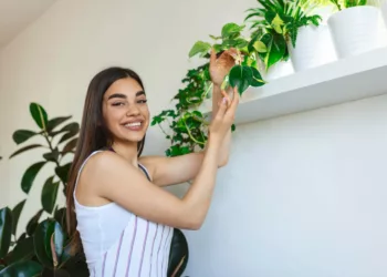 Top 5 plantas de interior ideais para ambientes úmidos