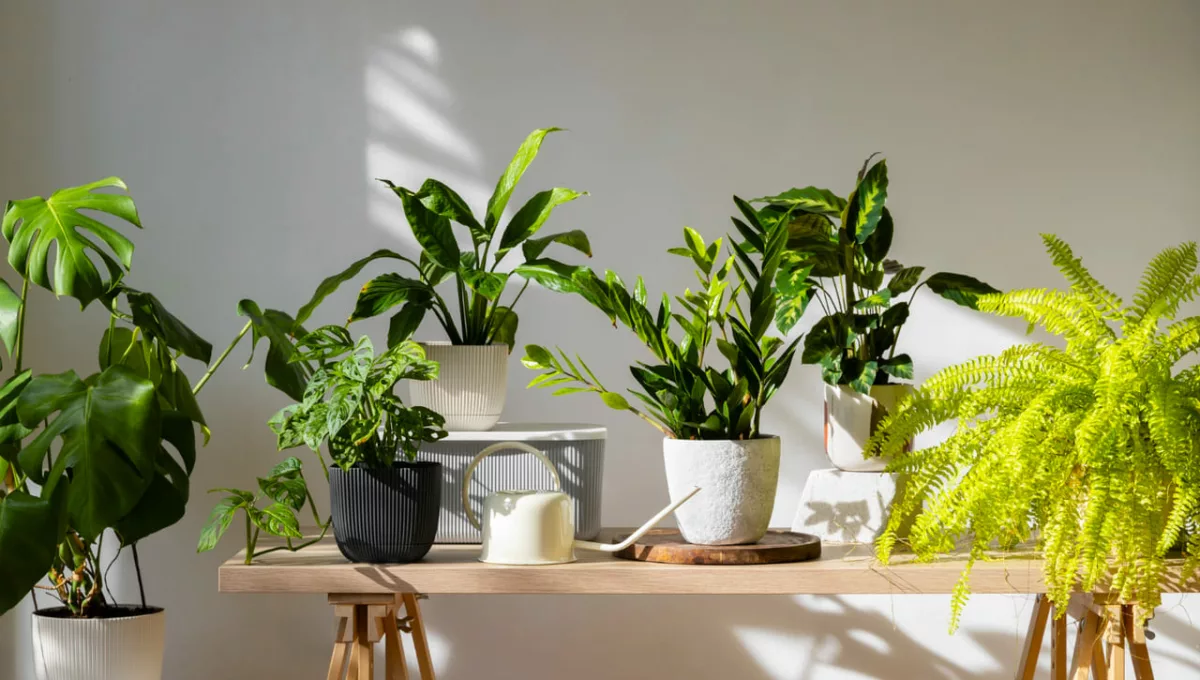 Sua sala mais bonita e saudável com Monstera e Calathea