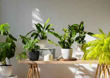 Sua sala mais bonita e saudável com Monstera e Calathea