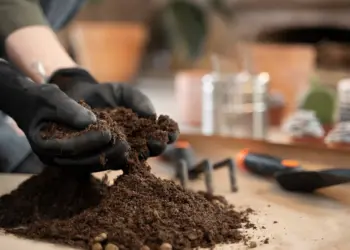 Adubos caseiros: transforme restos orgânicos em fertilizantes poderosos para suas plantas