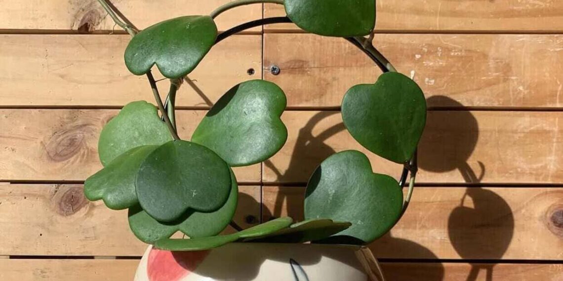Hoya kerrii: a suculenta em forma de coração que conquista pelo charme