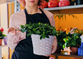 Plantas impulsionam mercado de decoração que cresce 8% ao ano no Brasil