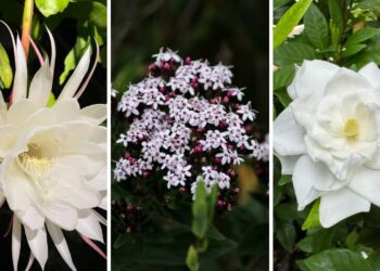 5 plantas noturnas ideais para ter no quarto e relaxar com estilo