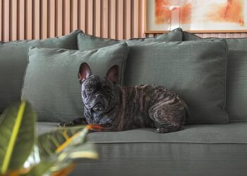 Com a escolha adequada de tecidos, cores e acabamentos, é possível ter um lar amigo do pet. Para as profissionais do escritório Dantas & Passos Arquitetura, o objetivo é sempre o de entregar beleza e longevidade para os móveis como sofás, cadeiras, poltronas e enxovais de cama | Foto: Henrique Ribeiro