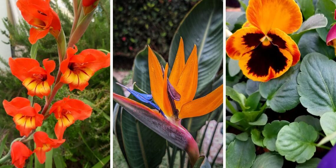 Flores laranjas com perfume delicado: toque de cor e leveza na decoração natural da casa