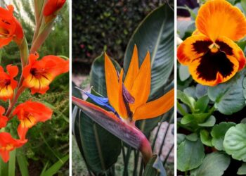 Quer cor e perfume sem exagero na decoração? Conheça as flores laranjas que equilibram os dois em qualquer ambiente