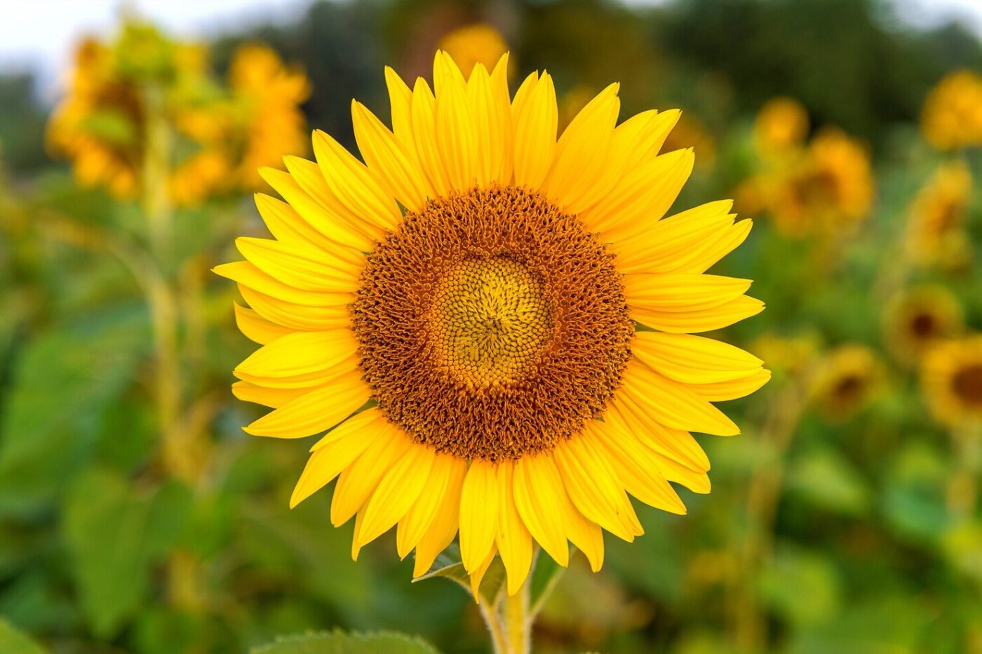 Flores de outubro: conheça as espécies que colorem a primavera com significado e beleza