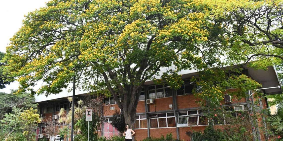 Bianca Bonami Rosa e uma das Sibipirunas (Cenostigma pluviosum) do Campus Santa Mônica (Foto: Milton Santos)