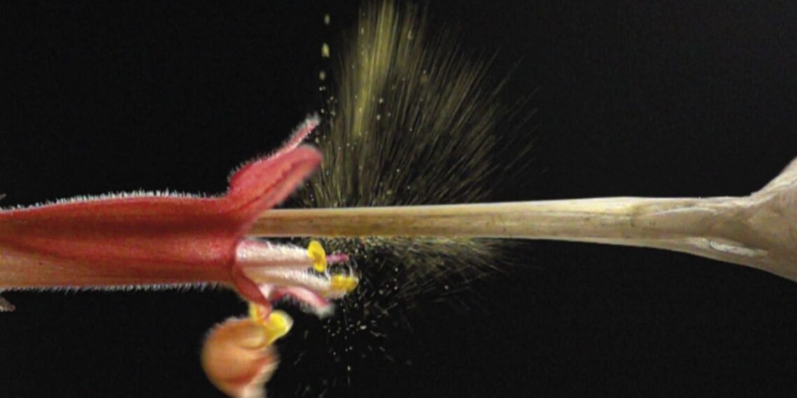 Mecanismo de catapulta cria efeito explosivo em flor de Hypenia macrantha
Bruce Anderson / Universidade de Stellenbosch e Vinícius Brito / UFU