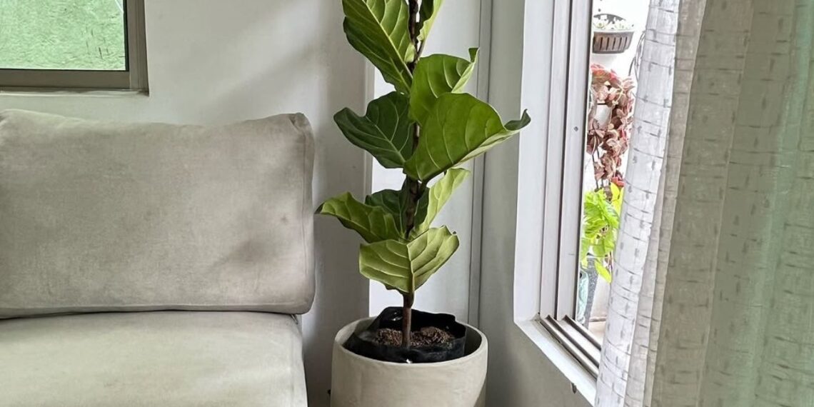 Ficus lyrata na decoração: a planta queridinha do design que transforma qualquer ambiente