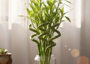 Bambu da Sorte: o segredo para manter essa planta resiliente sempre vibrante e cheia de energia positiva
