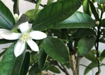 Limoeiro-anão: a frutífera que cresce rápido, dá limões o ano todo e é ótima para pequenos espaços